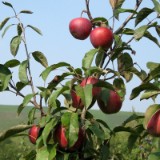 0909F 059 Mainschleife